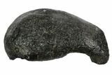 Fossil Whale Ear Bone - Miocene #99957-1
